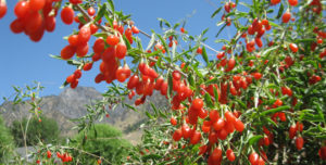 goji