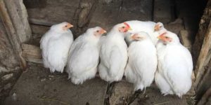 puigaina