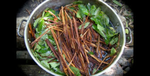 ayahuasca