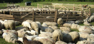 fermieri