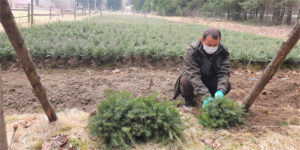final plantat1