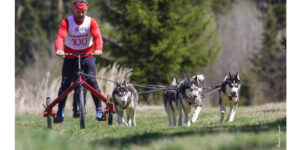 atelaje canine