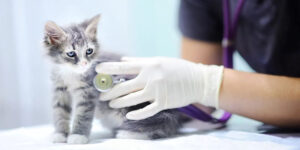 pisica veterinar