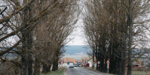 copaci-str-Poienii