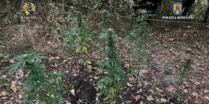plante-cannabis