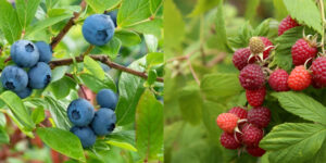 fructe-padure