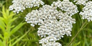 coada soricelului