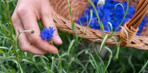 plante medicinale