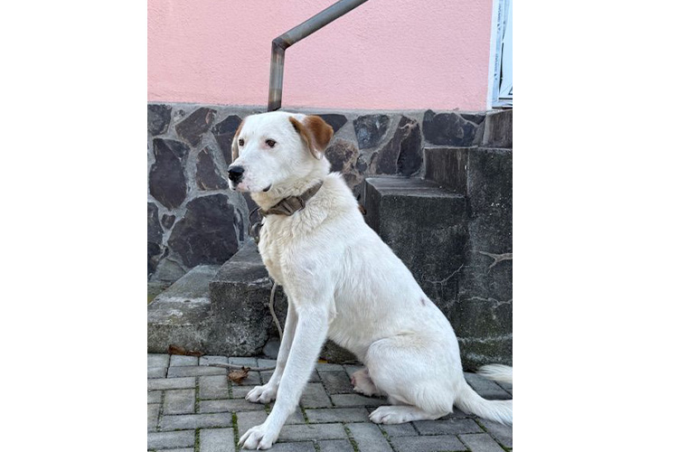 sterilizare caini